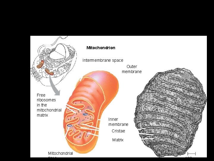 Mitochondria are enclosed by two membranes – A smooth outer membrane – An inner