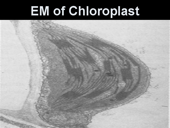 EM of Chloroplast 