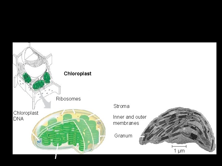 Chloroplasts – Are found in leaves and other green organs of plants and in