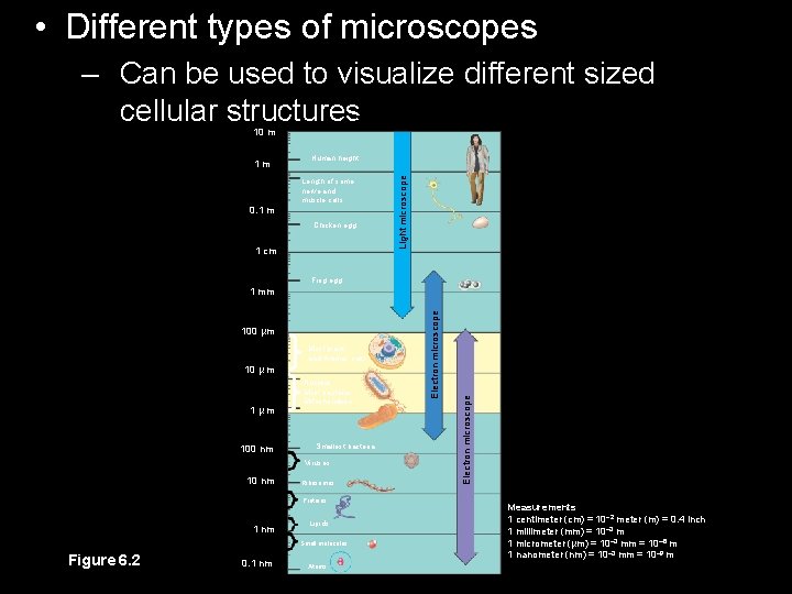  • Different types of microscopes Unaided eye – Can be used to visualize