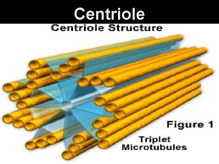 Centriole 