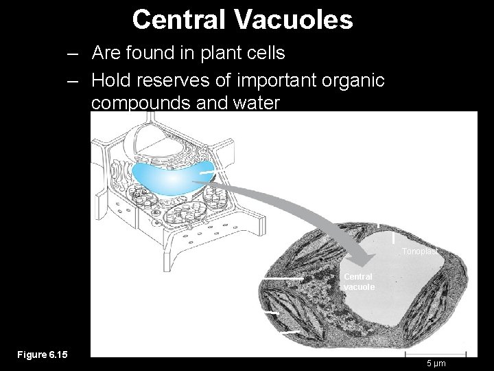 Central Vacuoles – Are found in plant cells – Hold reserves of important organic