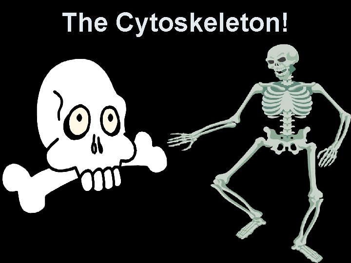 The Cytoskeleton! 