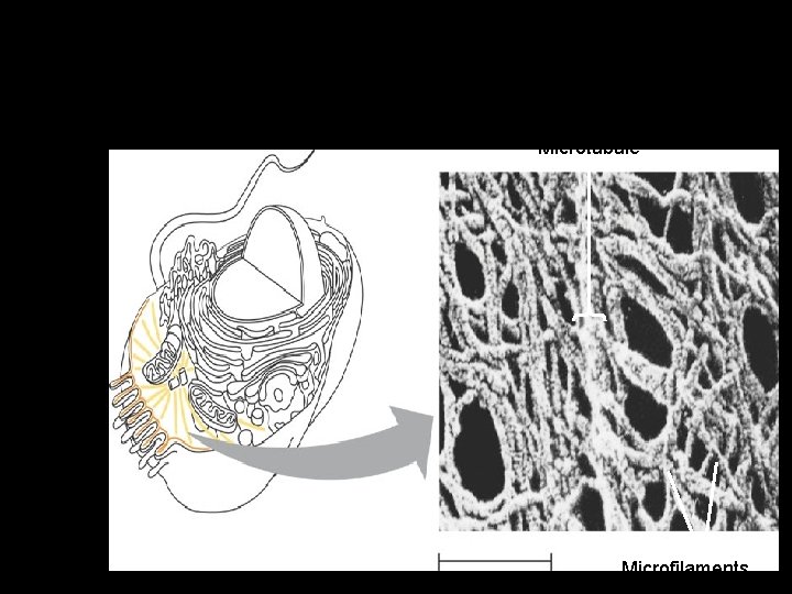 Figure 6. 20 Cytoskeleton – Is a network of fibers extending throughout the cytoplasm