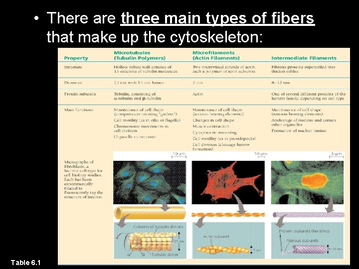  • There are three main types of fibers that make up the cytoskeleton: