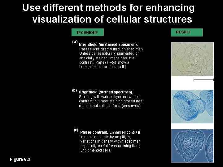 Use different methods for enhancing visualization of cellular structures TECHNIQUE (a) RESULT Brightfield (unstained