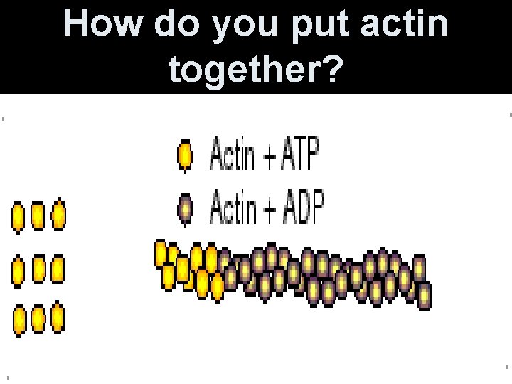 How do you put actin together? 