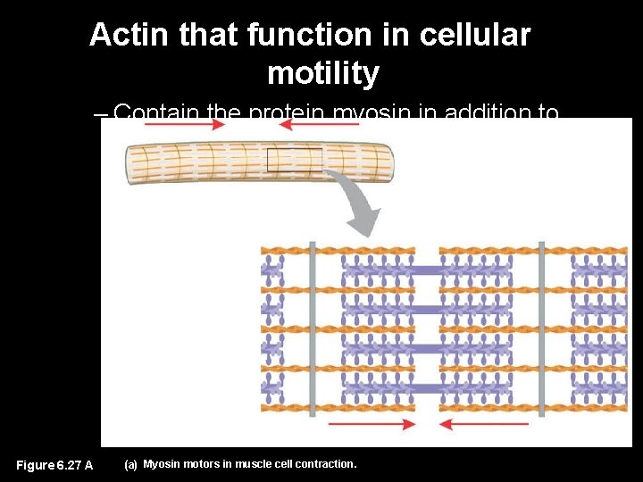 Actin that function in cellular motility – Contain the protein myosin in addition to