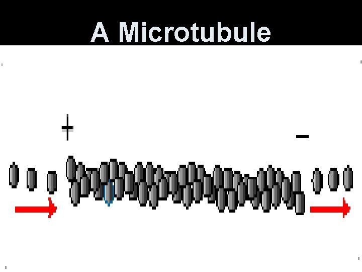 A Microtubule 