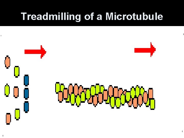 Treadmilling of a Microtubule 
