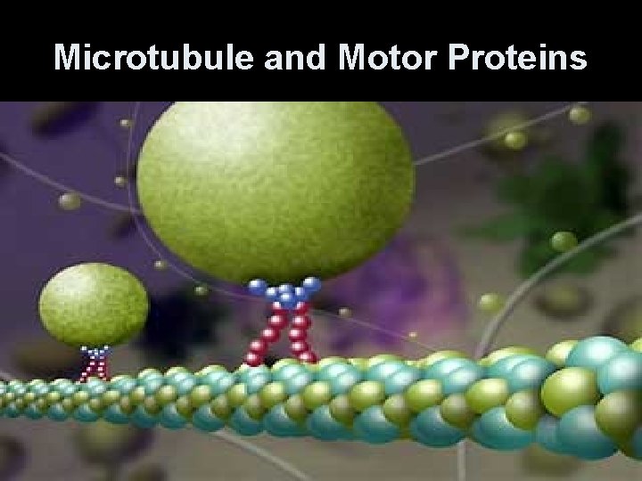 Microtubule and Motor Proteins 
