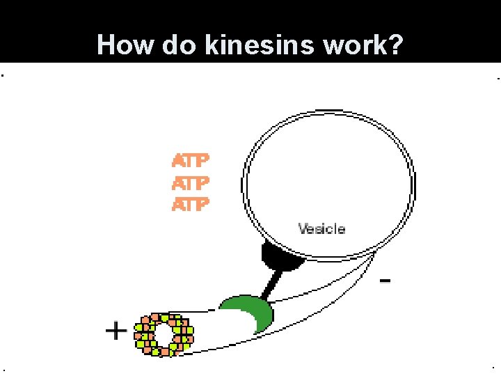 How do kinesins work? 