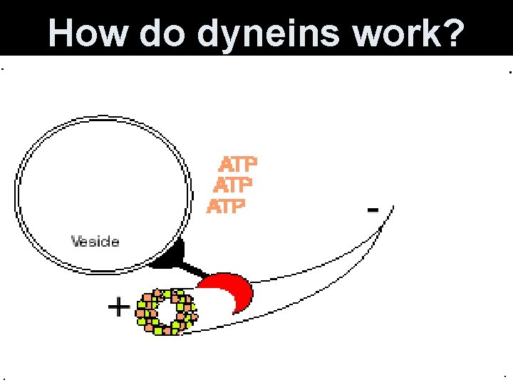 How do dyneins work? 