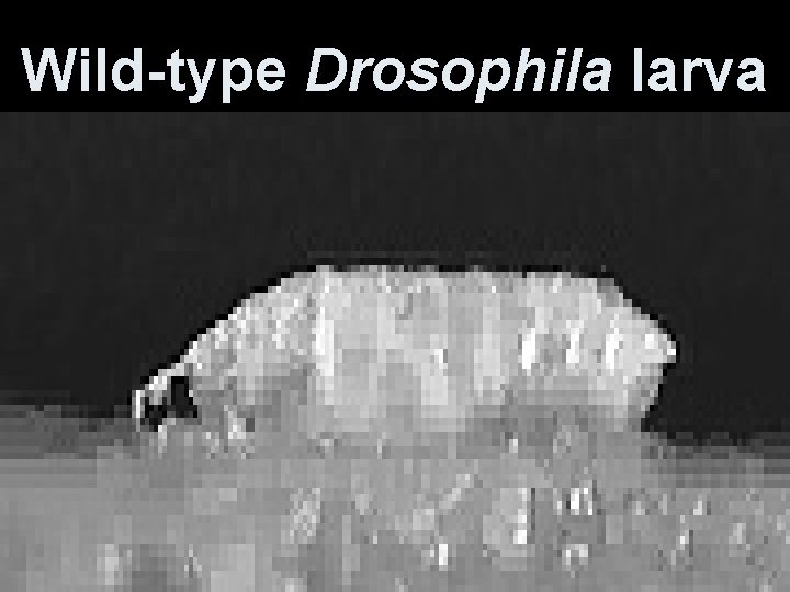 Wild-type Drosophila larva 