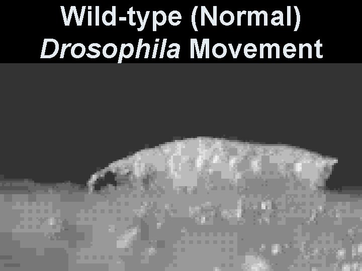 Wild-type (Normal) Drosophila Movement 