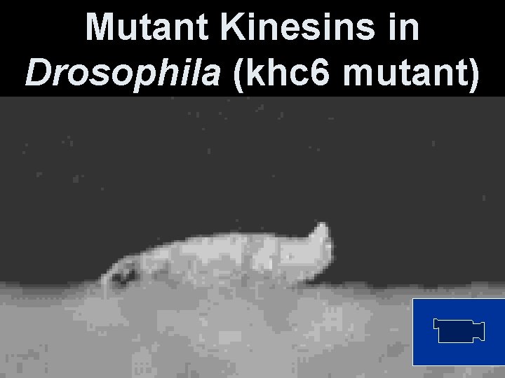 Mutant Kinesins in Drosophila (khc 6 mutant) 