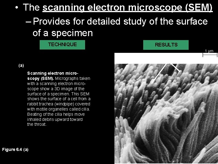  • The scanning electron microscope (SEM) – Provides for detailed study of the