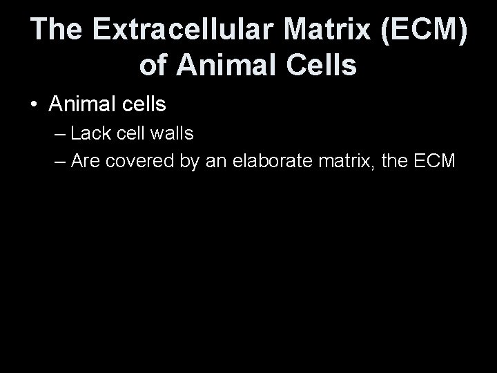 The Extracellular Matrix (ECM) of Animal Cells • Animal cells – Lack cell walls