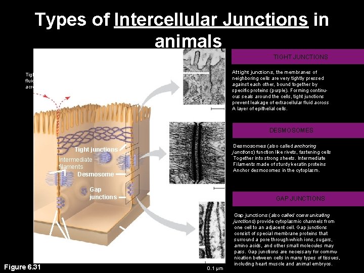 Types of Intercellular Junctions in animals TIGHT JUNCTIONS At tight junctions, the membranes of