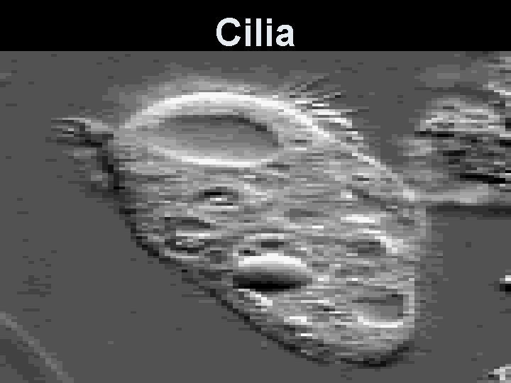 Cilia 