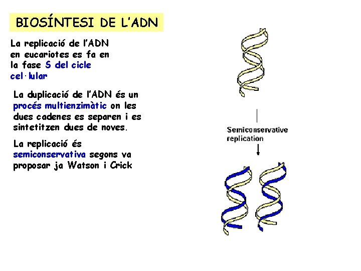 BIOSÍNTESI DE L’ADN La replicació de l’ADN en eucariotes es fa en la fase