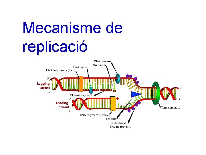 Mecanisme de replicació 