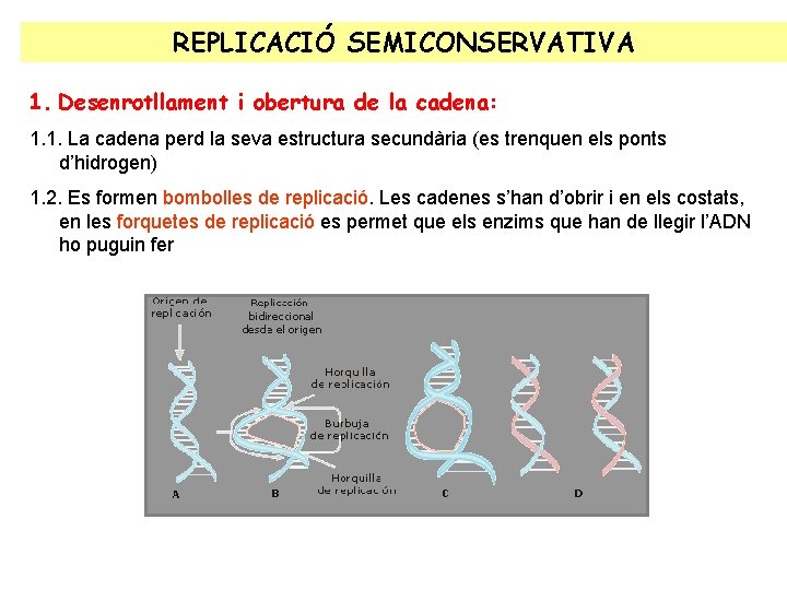 REPLICACIÓ SEMICONSERVATIVA 1. Desenrotllament i obertura de la cadena: 1. 1. La cadena perd