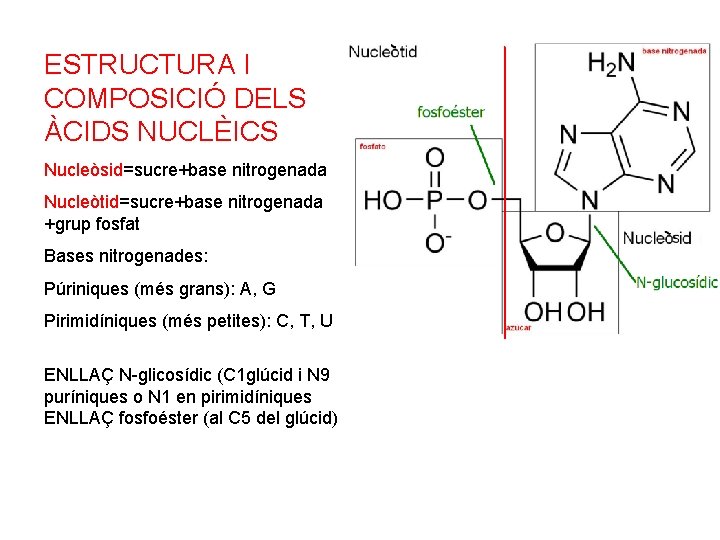 ESTRUCTURA I COMPOSICIÓ DELS ÀCIDS NUCLÈICS Nucleòsid=sucre+base nitrogenada Nucleòtid=sucre+base nitrogenada +grup fosfat Bases nitrogenades: