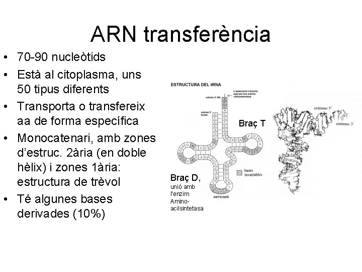 ARN transferència • 70 -90 nucleòtids • Està al citoplasma, uns 50 tipus diferents