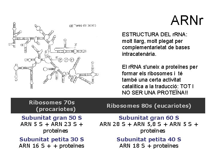 ARNr ESTRUCTURA DEL r. RNA: molt llarg, molt plegat per complementarietat de bases intracatenària.
