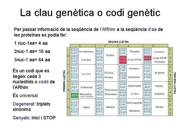 La clau genètica o codi genètic Per passar informació de la seqüència de l’ARNm