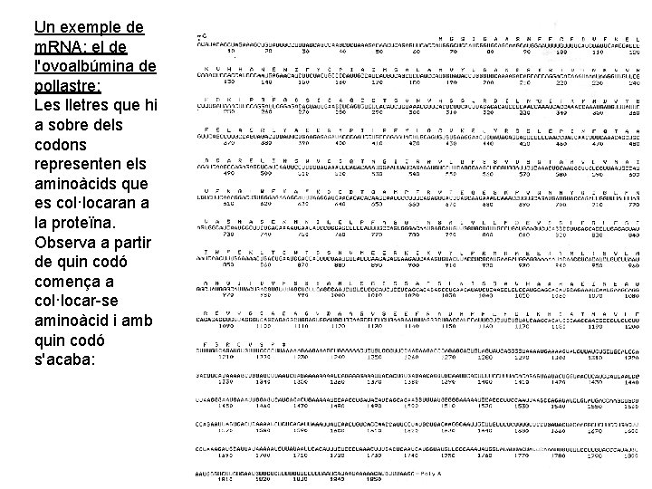 Un exemple de m. RNA: el de l'ovoalbúmina de pollastre: Les lletres que hi