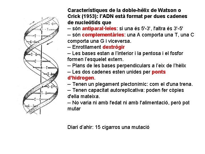 Característiques de la doble-hèlix de Watson o Crick (1953): l’ADN està format per dues