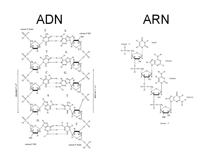 ADN ARN 