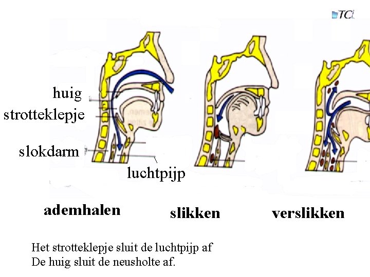 huig strotteklepje slokdarm luchtpijp ademhalen slikken Het strotteklepje sluit de luchtpijp af De huig