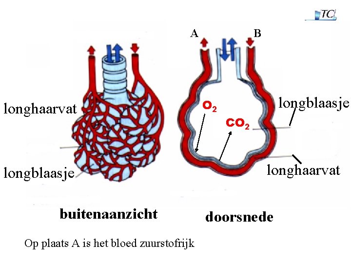 A longhaarvat longblaasje buitenaanzicht Op plaats A is het bloed zuurstofrijk B O 2