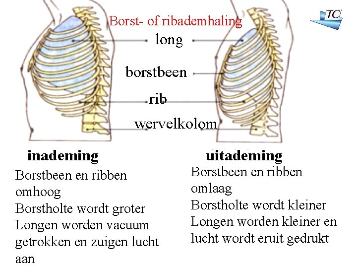 Borst- of ribademhaling long borstbeen rib wervelkolom inademing Borstbeen en ribben omhoog Borstholte wordt