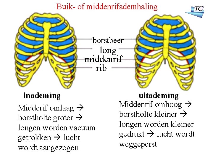 Buik- of middenrifademhaling borstbeen long middenrif rib inademing Midderif omlaag borstholte groter longen worden