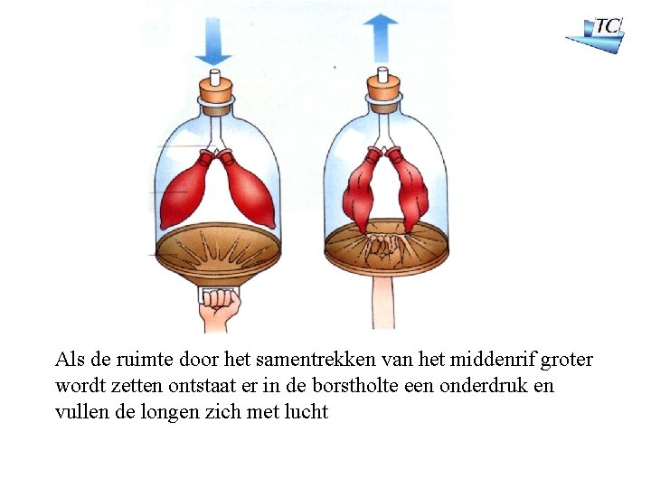 Als de ruimte door het samentrekken van het middenrif groter wordt zetten ontstaat er