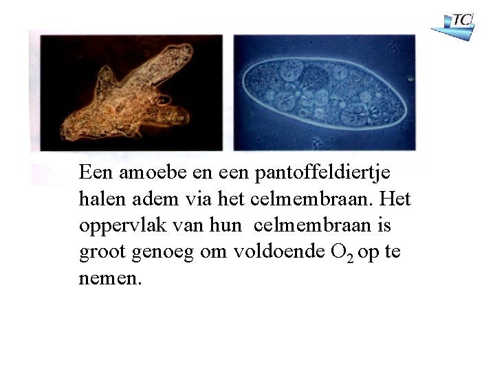 Een amoebe en een pantoffeldiertje halen adem via het celmembraan. Het oppervlak van hun