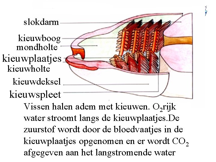 slokdarm kieuwboog mondholte kieuwplaatjes kieuwholte kieuwdeksel kieuwspleet Vissen halen adem met kieuwen. O 2