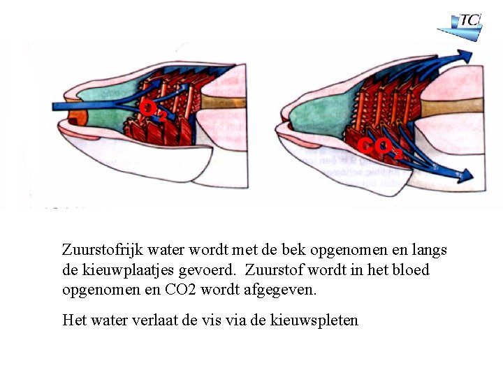 O 2 CO 2 Zuurstofrijk water wordt met de bek opgenomen en langs de