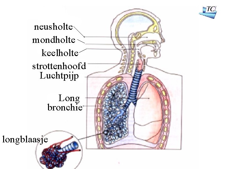 neusholte mondholte keelholte strottenhoofd Luchtpijp Long bronchie longblaasje 