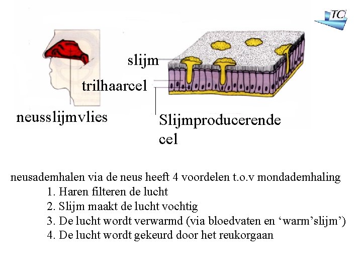 slijm trilhaarcel neusslijmvlies Slijmproducerende cel neusademhalen via de neus heeft 4 voordelen t. o.