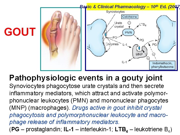 Basic & Clinical Pharmacology – 10 th Ed. (2007) GOUT Pathophysiologic events in a