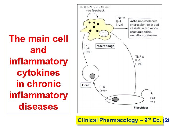 The main cell and inflammatory cytokines in chronic inflammatory diseases Clinical Pharmacology – 9