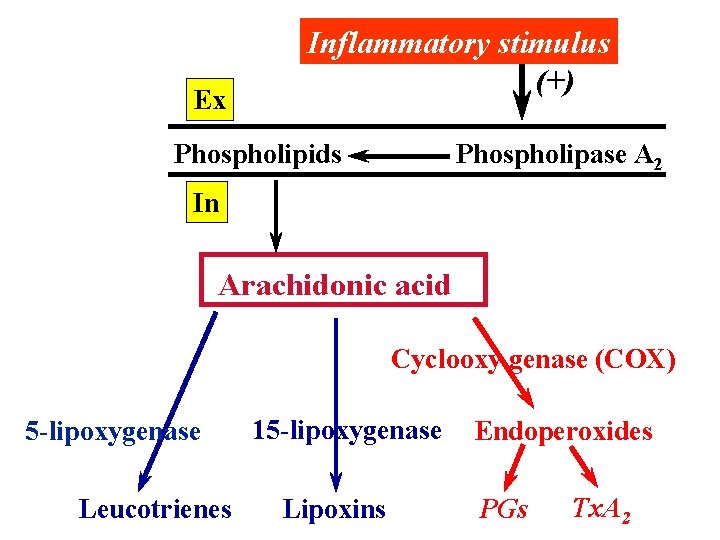 Ex Inflammatory stimulus (+) Phospholipids Phospholipase A 2 In Arachidonic acid Cyclooxy genase (COX)