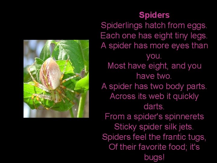 Spiders Spiderlings hatch from eggs. Each one has eight tiny legs. A spider has