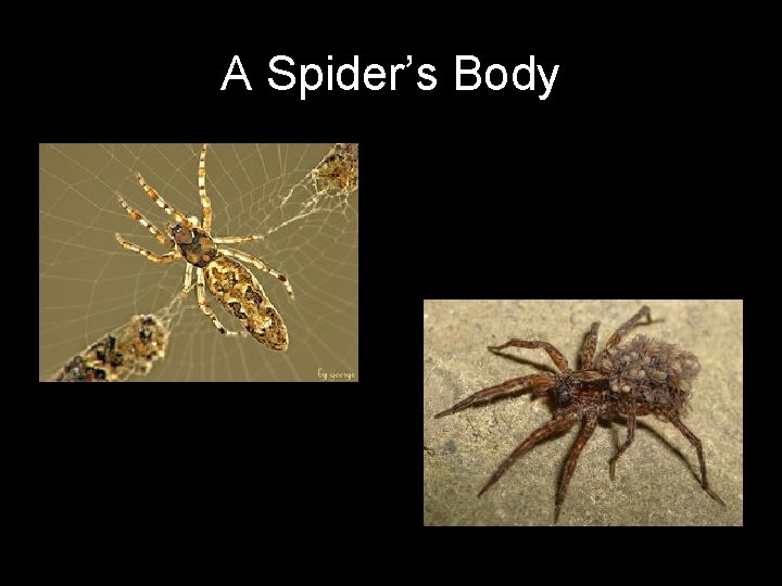 A Spider’s Body 