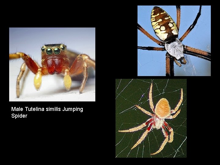 Male Tutelina similis Jumping Spider 